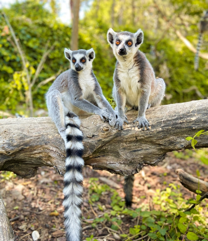 Two lemurs sitting on a tree trunk